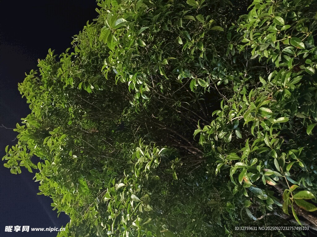 繁茂绿树夜景