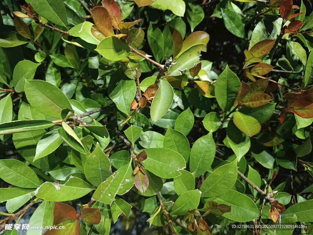 绿叶繁茂的植物景观