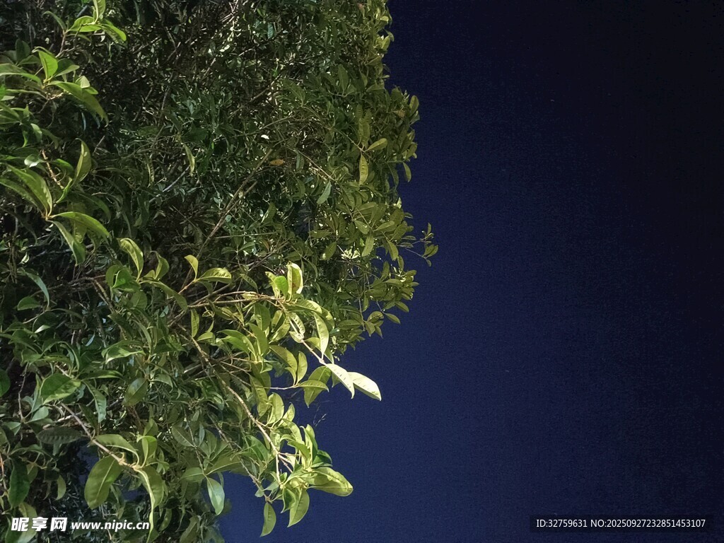 夜空下的葱郁绿植