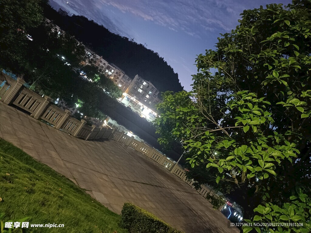 夜晚校园道路旁的绿树