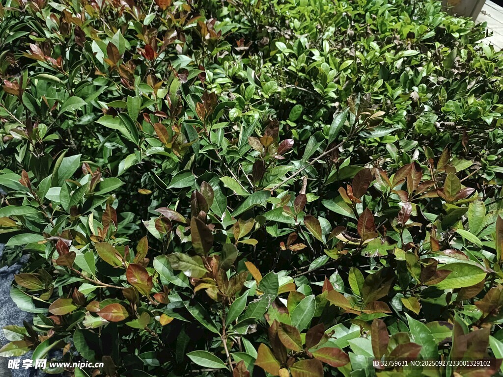 茂密绿植景观