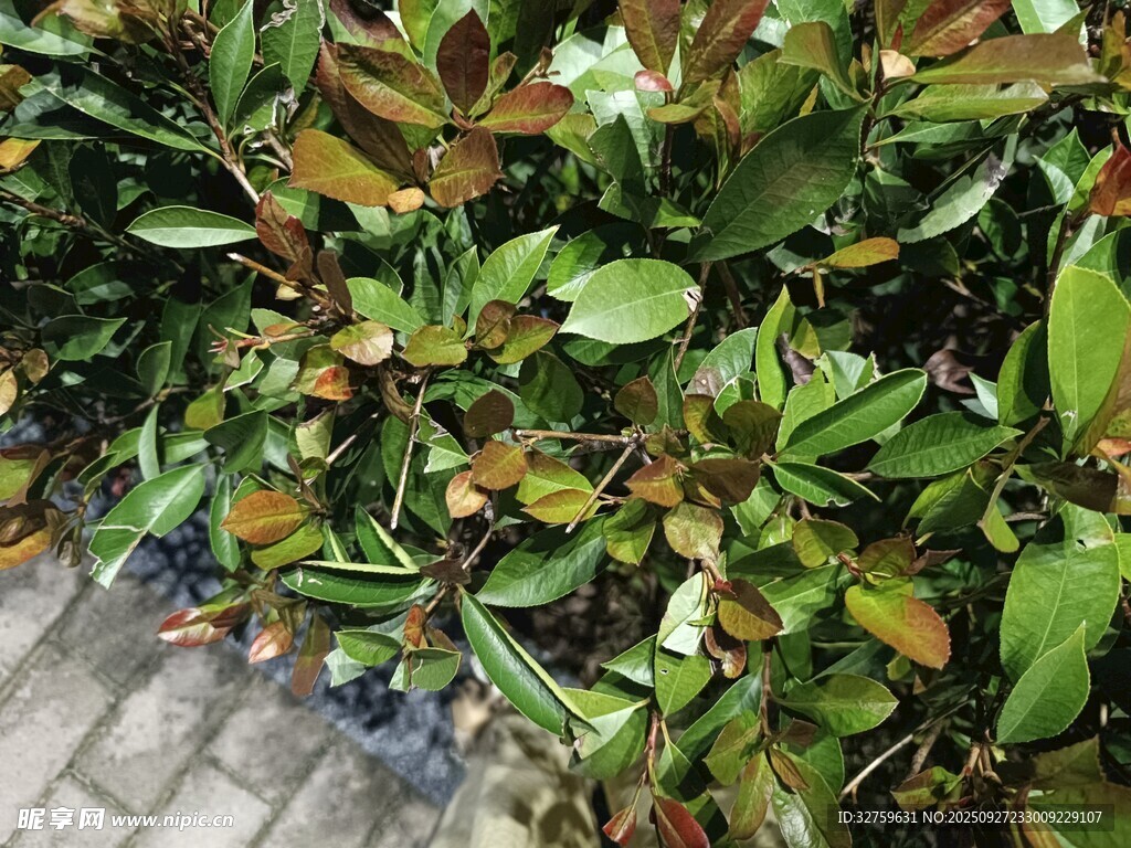 绿叶植物景观特写