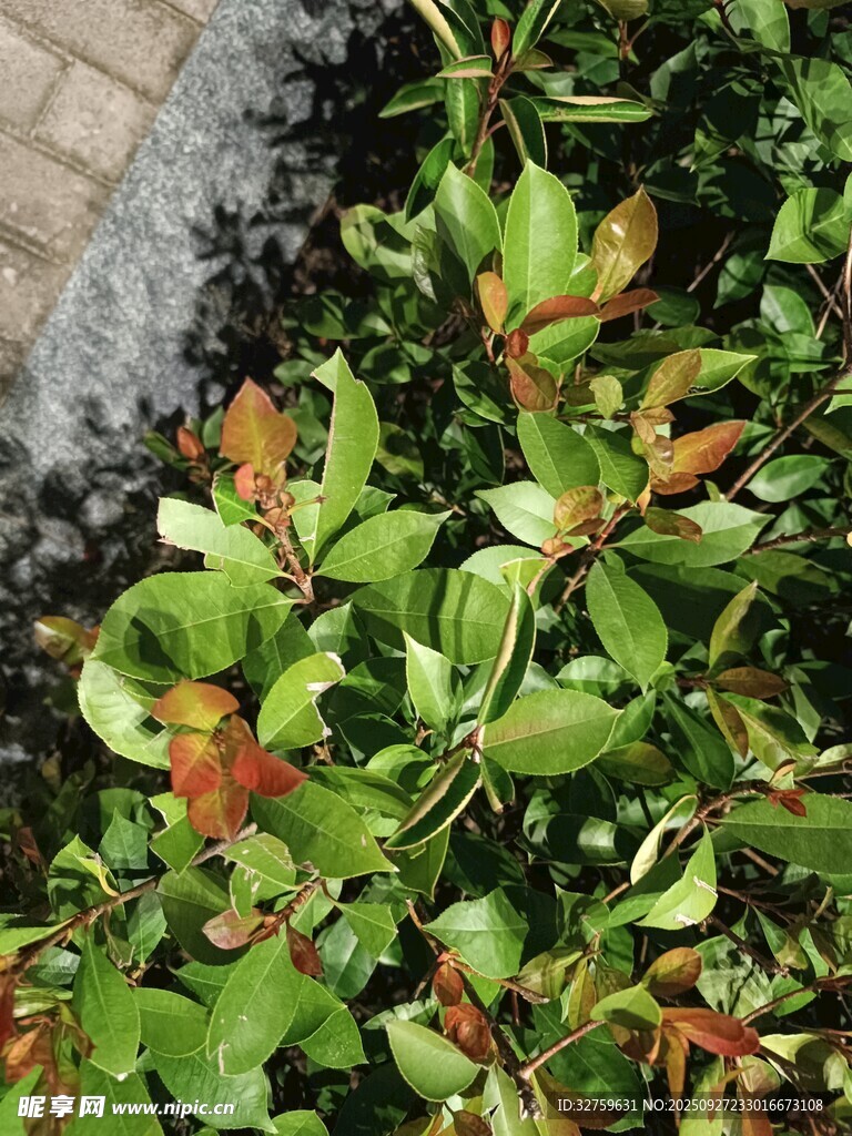 绿叶间的多彩植物景致
