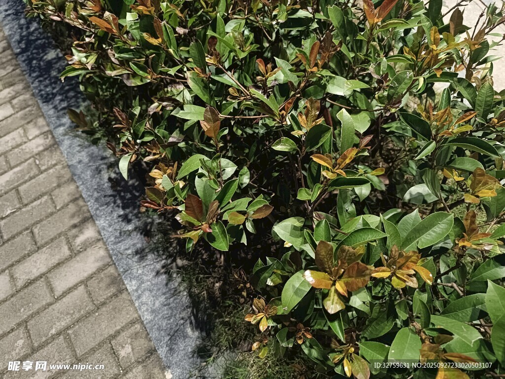 路边绿植景观