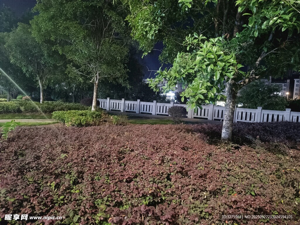 夜晚公园绿植景观