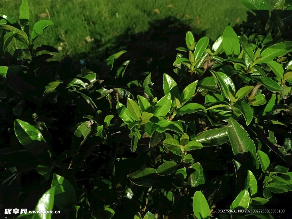 翠绿繁茂的植物景观