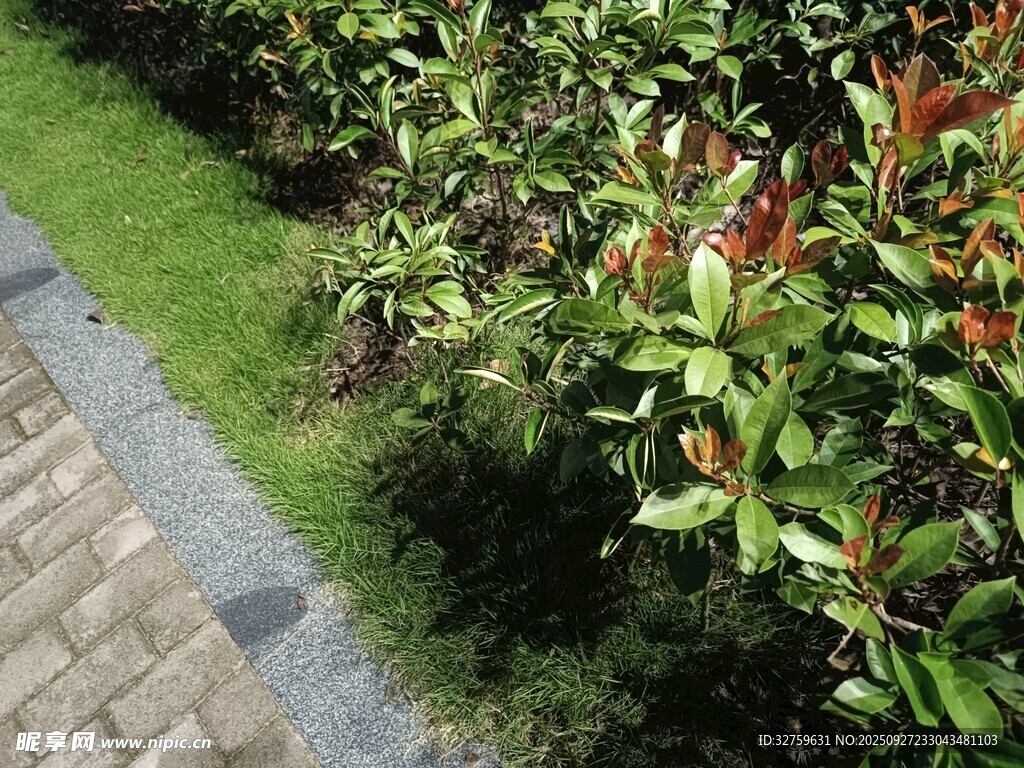 花园绿植与砖石小径