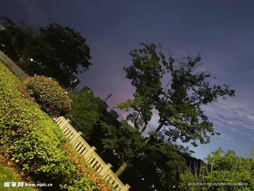 夜幕下的绿植与树木景观