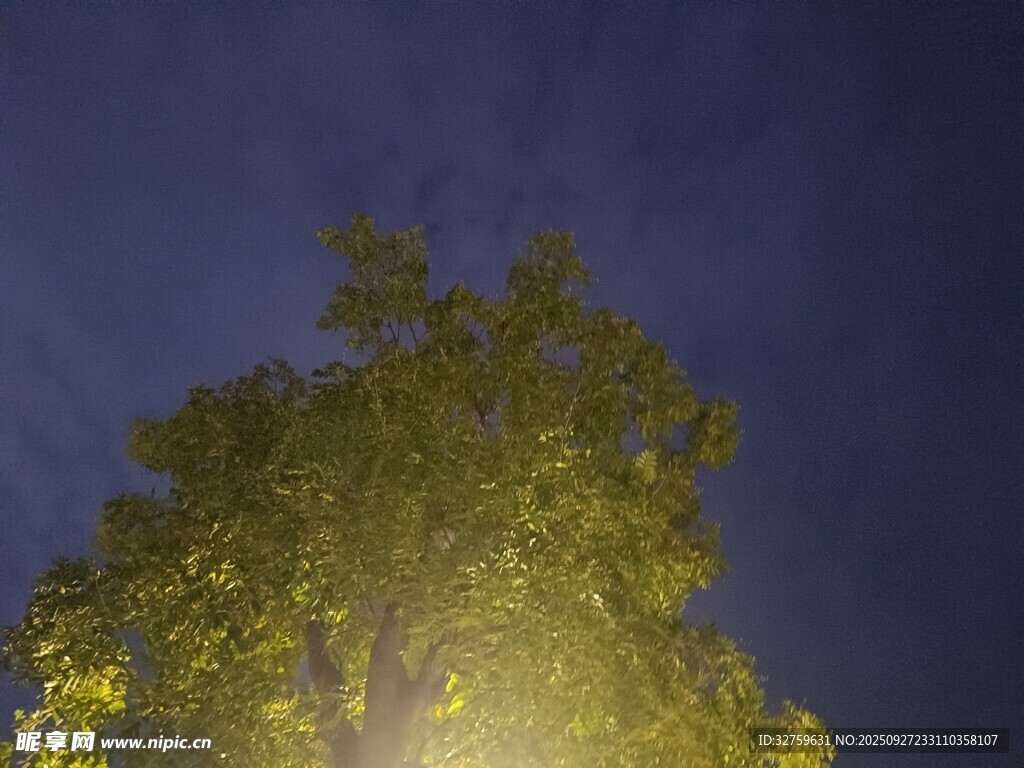 夜晚发光的茂盛绿树