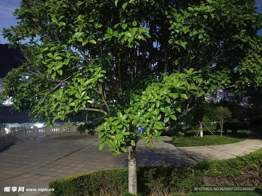 路边绿树生机盎然