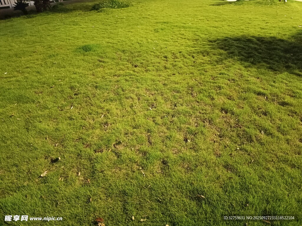 翠绿草地