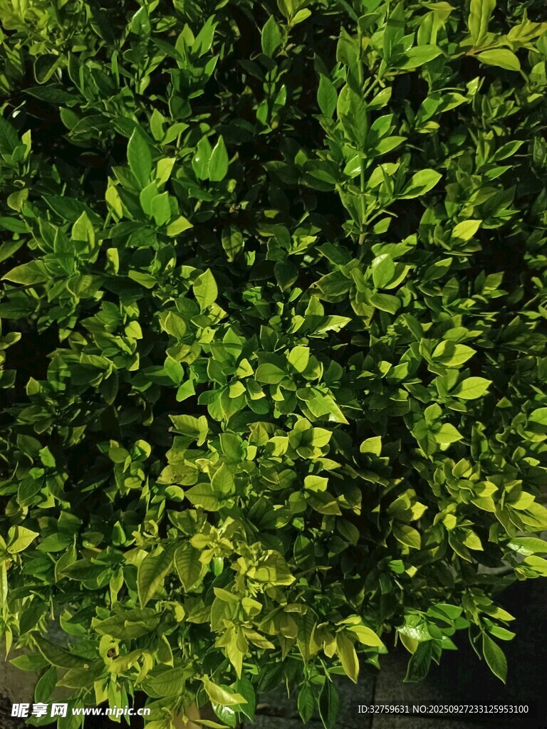 翠绿繁茂的树叶景观