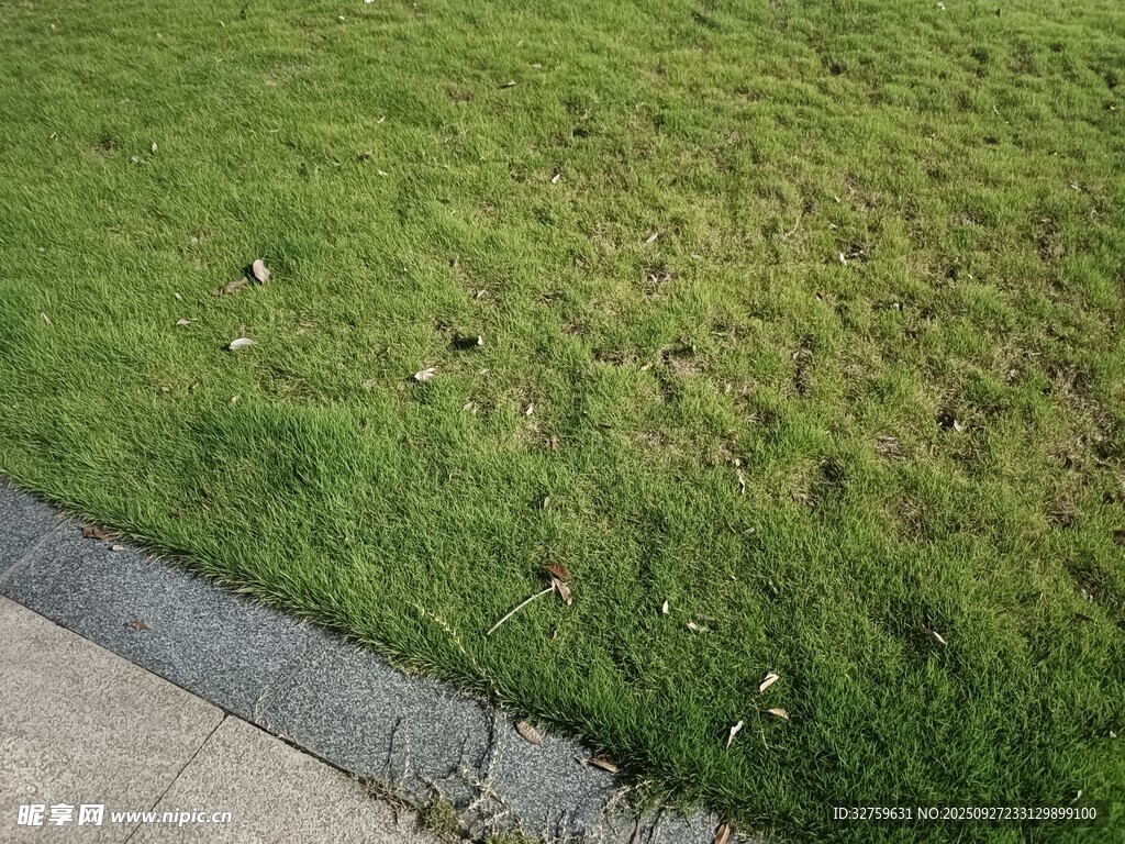 路边翠绿草坪景观