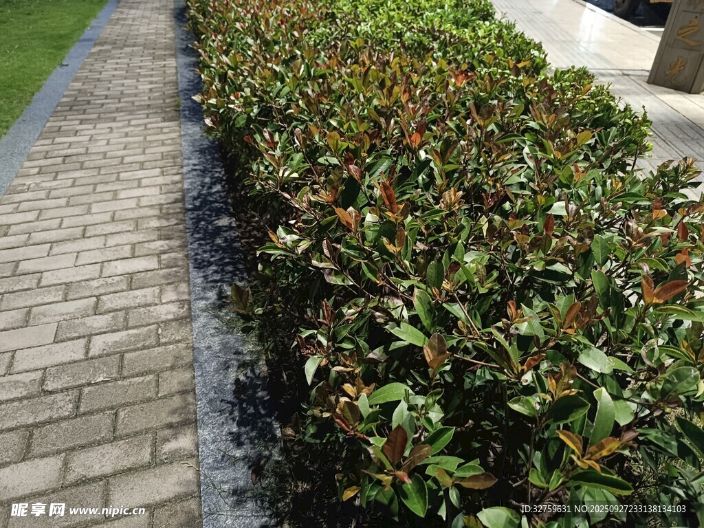 砖砌旁的绿植景观
