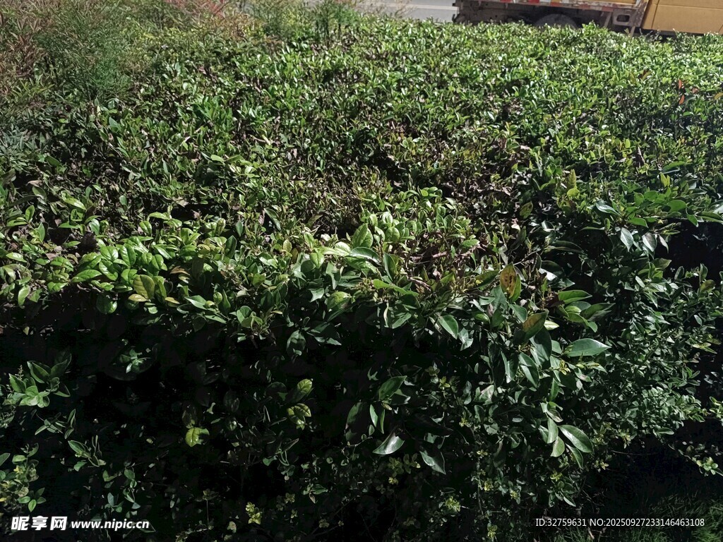 茂密绿植景观