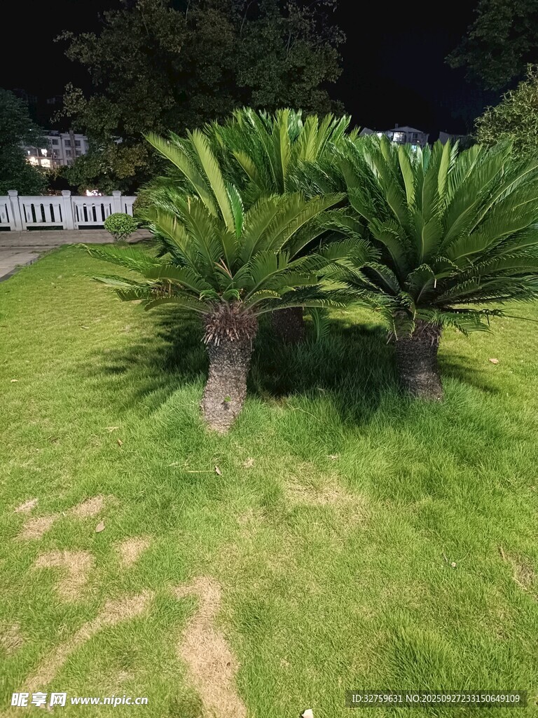 草坪上的两棵棕榈树