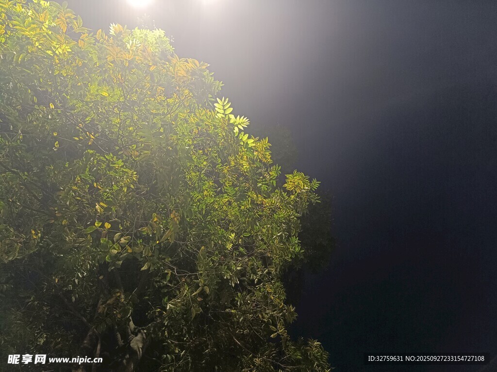阳光穿透树叶的自然美景