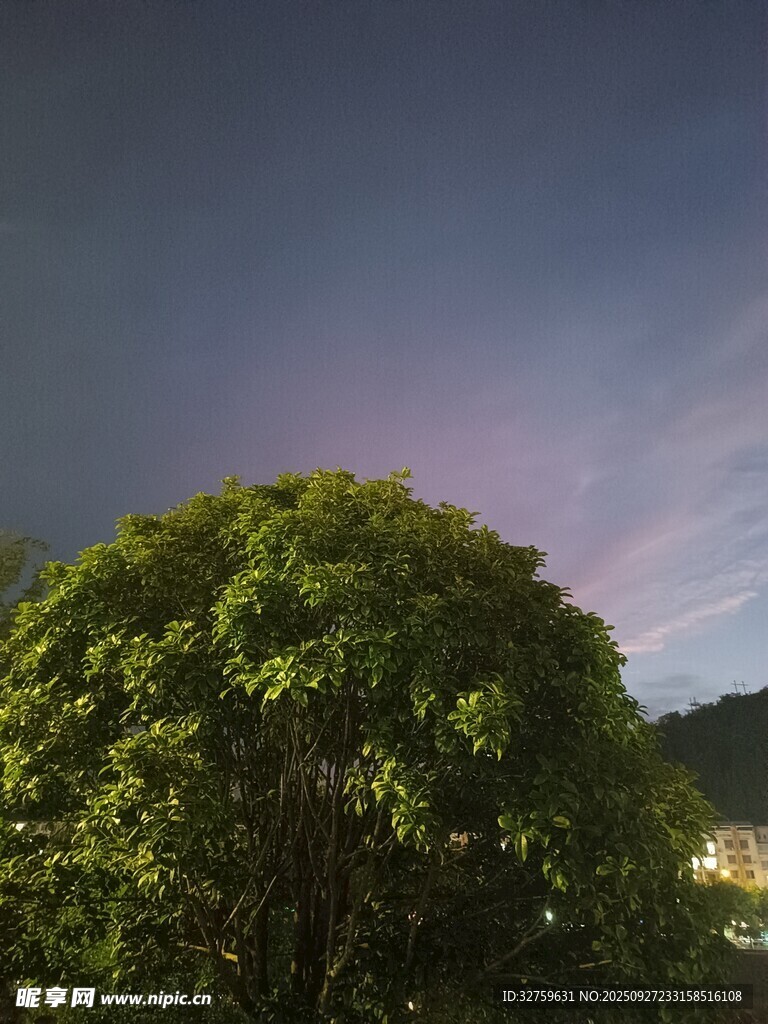 夜幕下的葱郁树冠