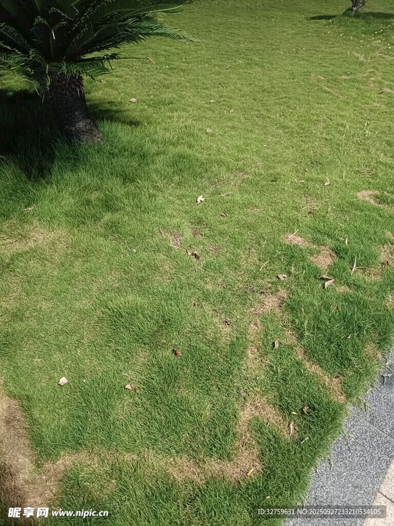 草坪边缘的斑驳痕迹