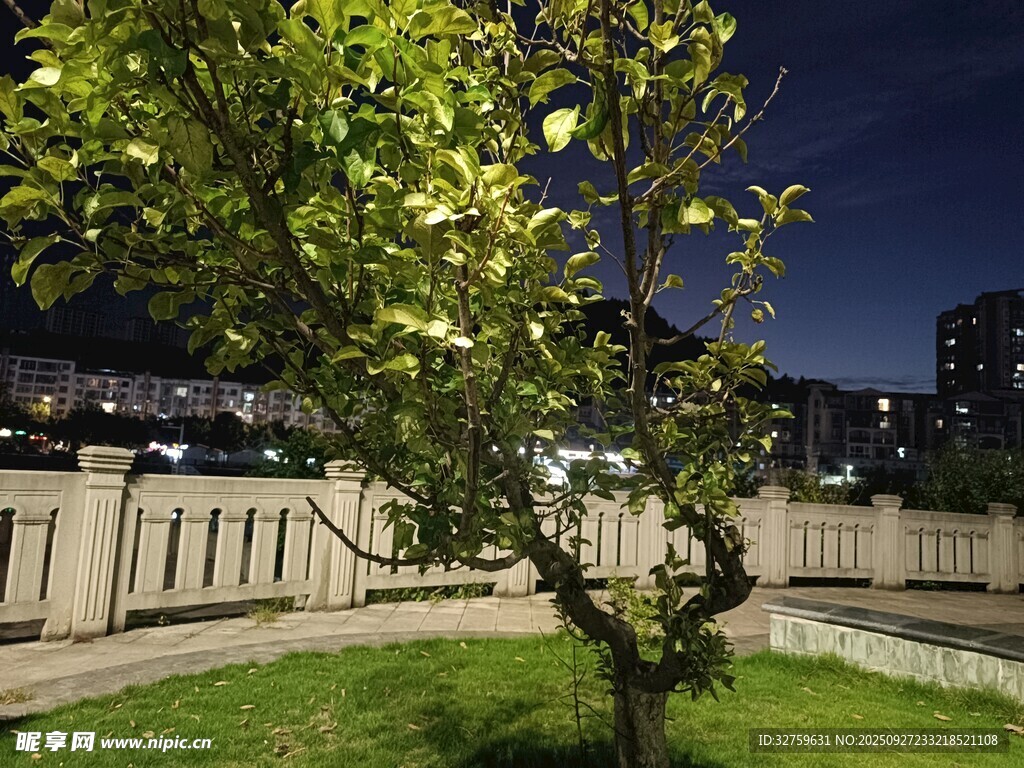 夜晚树下景致