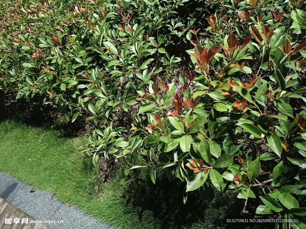 绿叶红果的灌木丛景观