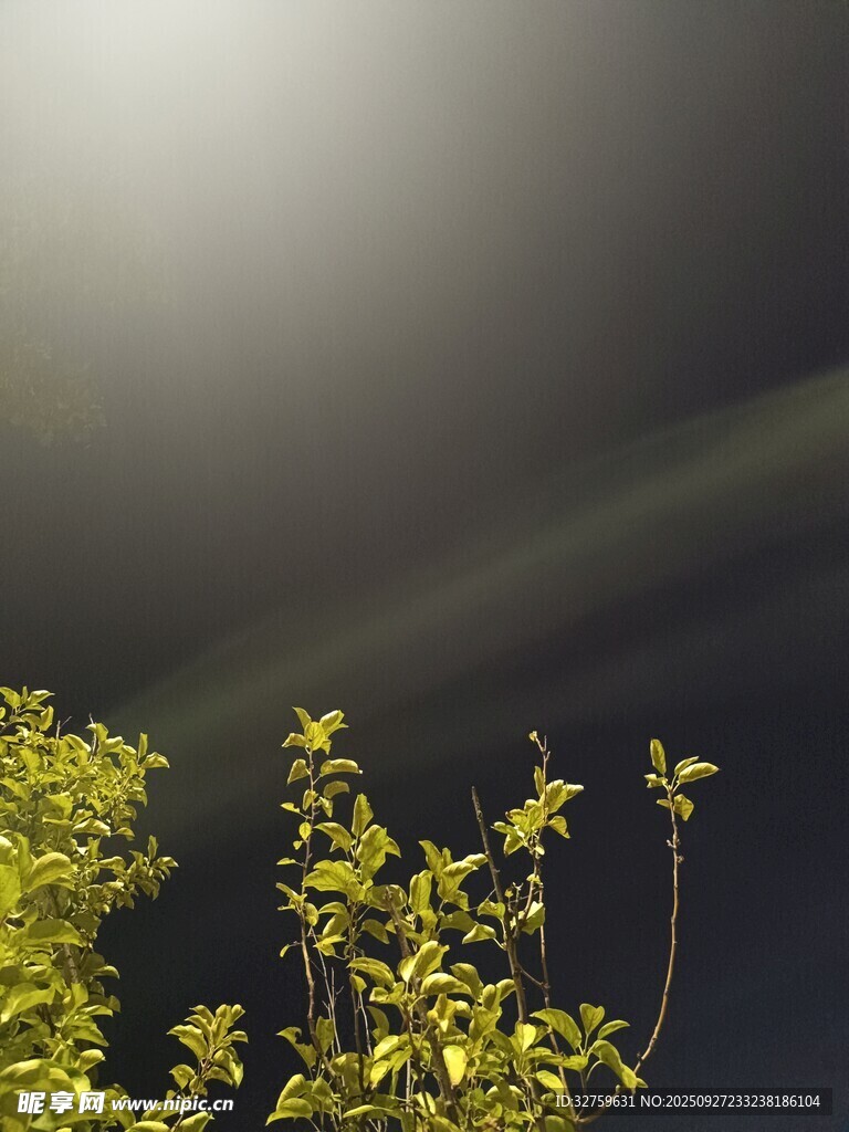 逆光下的翠绿枝叶