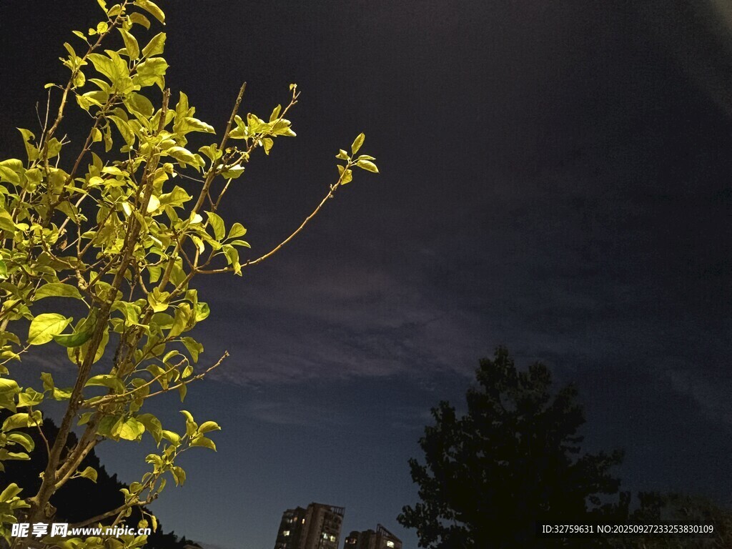 夜幕下的金黄枝叶