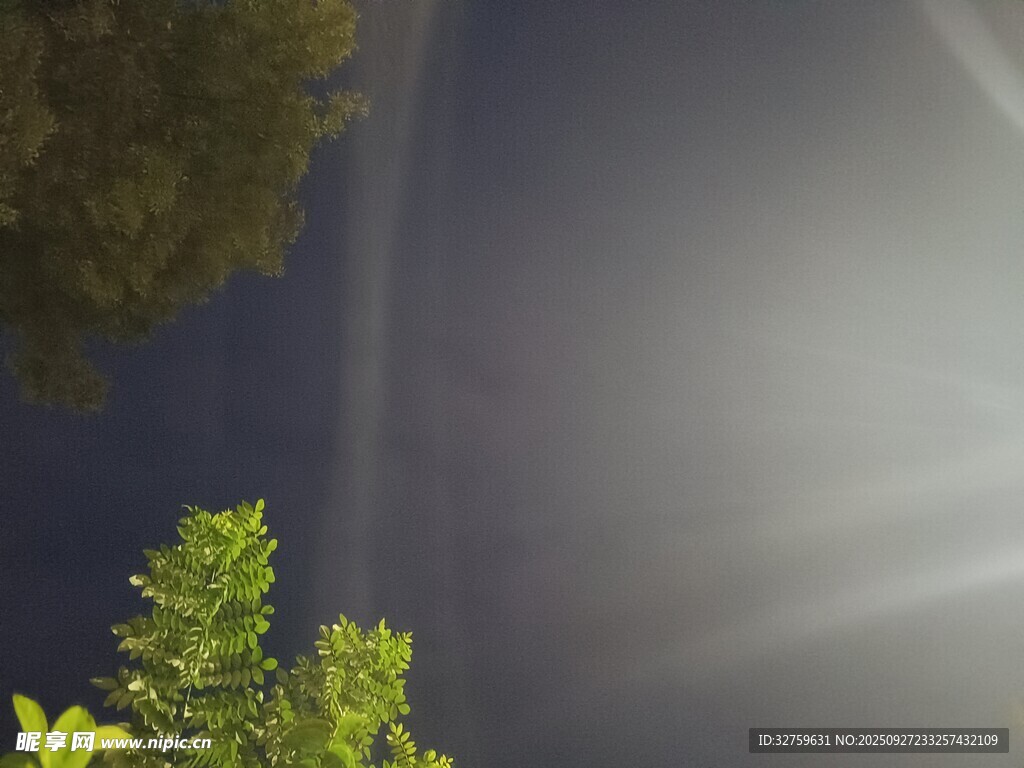 夜空下的光束与绿植