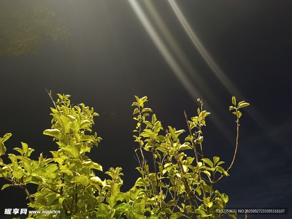 阳光照耀下的嫩绿枝叶