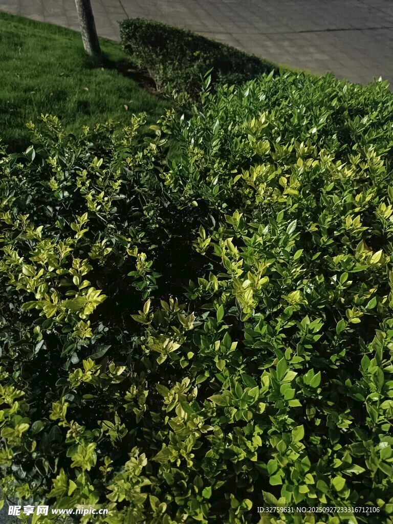 翠绿繁茂的灌木丛