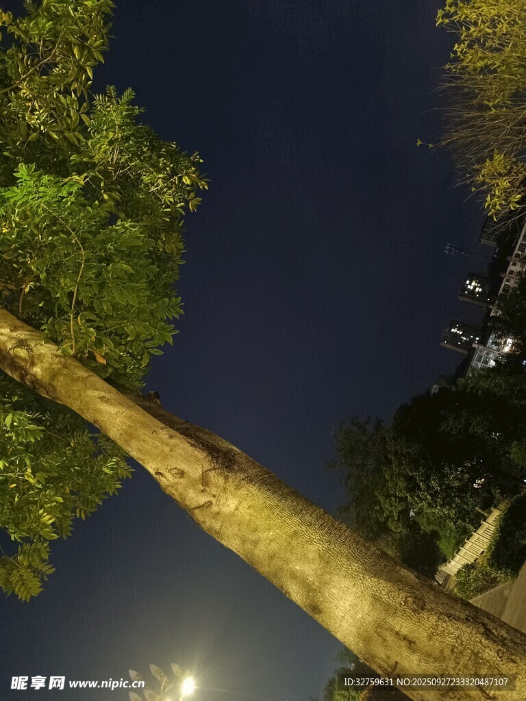 夜晚森林中的高大树木