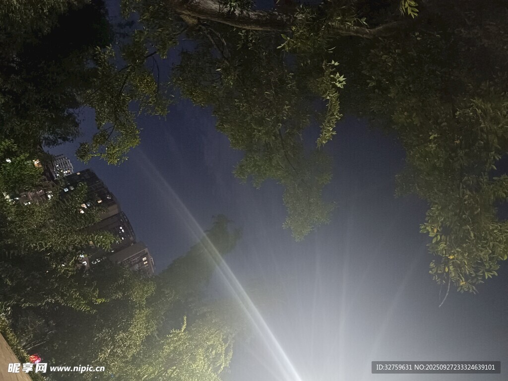 林间光束穿透树叶美景