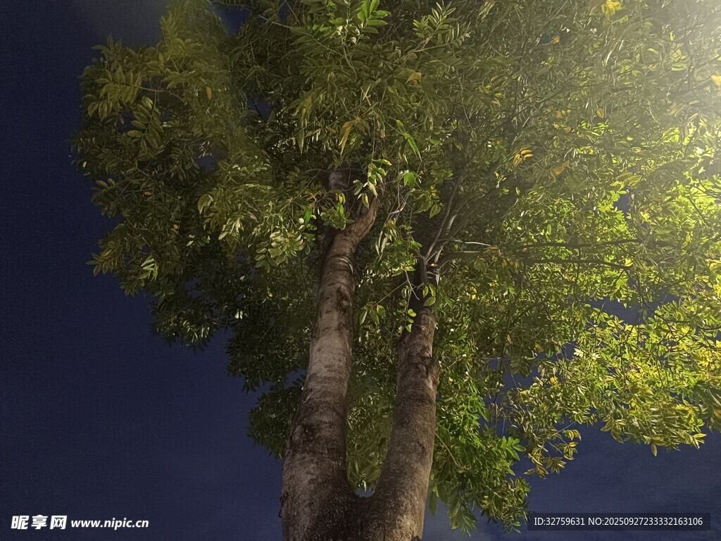 夜幕下的挺拔树木