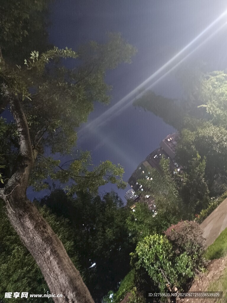 林间阳光洒落的静谧景象