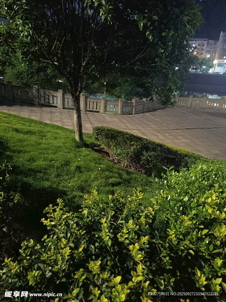 夜晚路边绿植景观