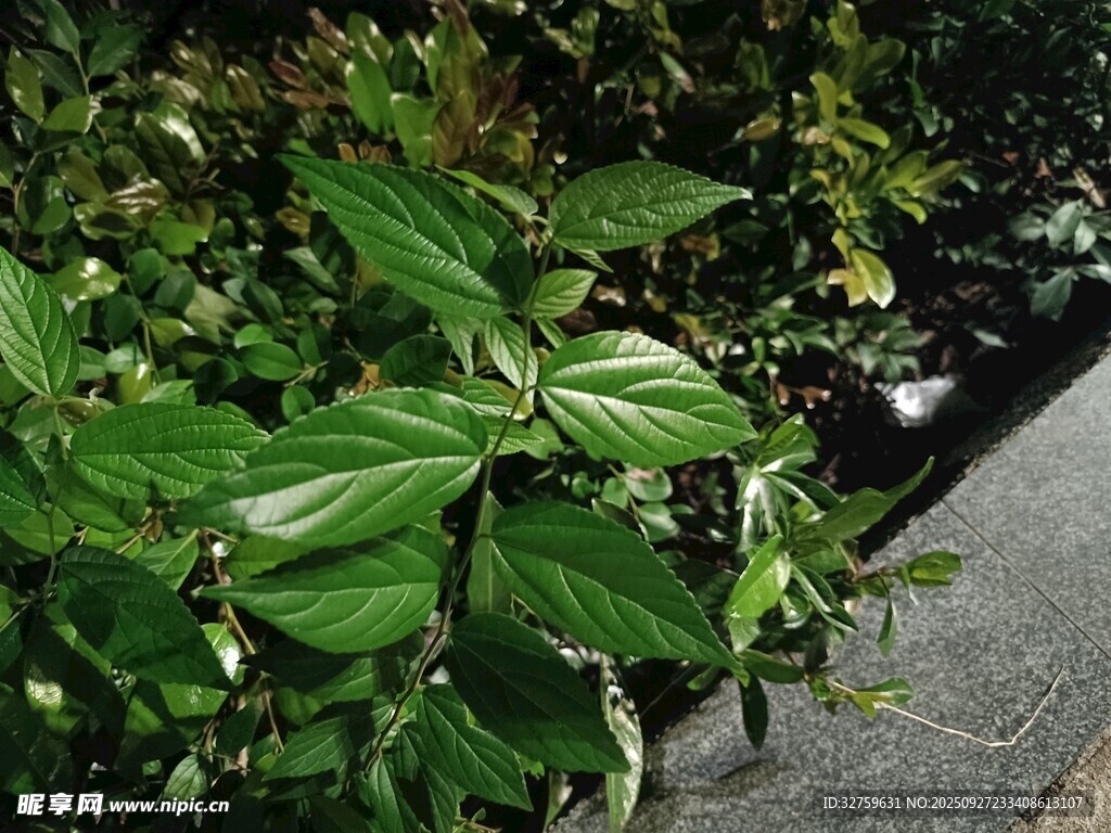 路边翠绿繁茂的植物