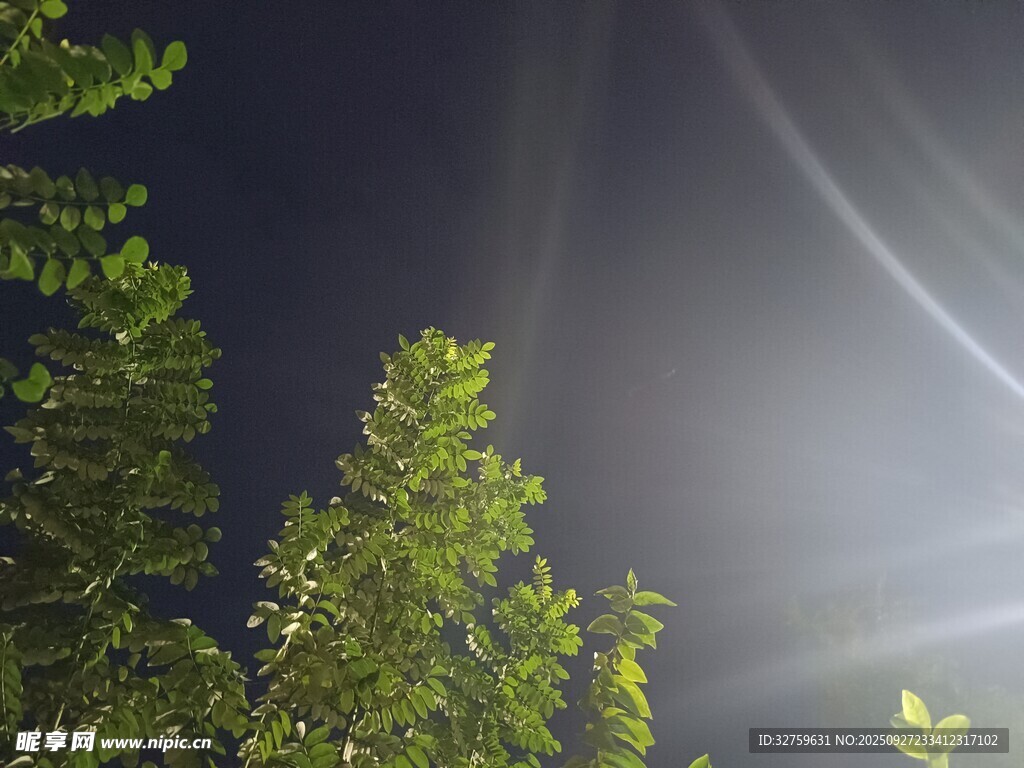 夜空下的树木与光线轨迹
