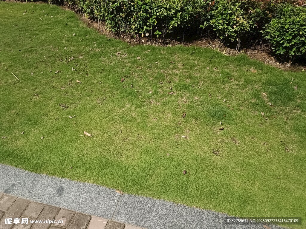 整洁草坪与周边绿植景观