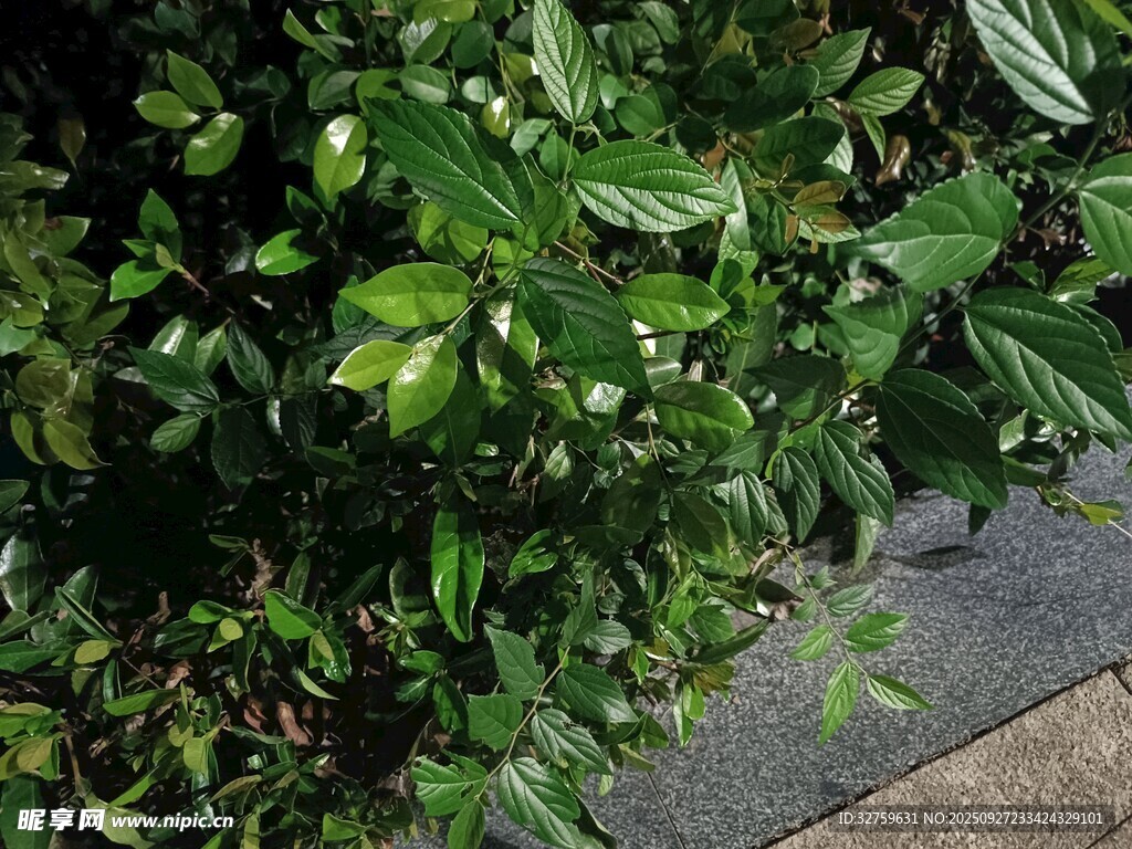 绿叶繁茂的路边植物