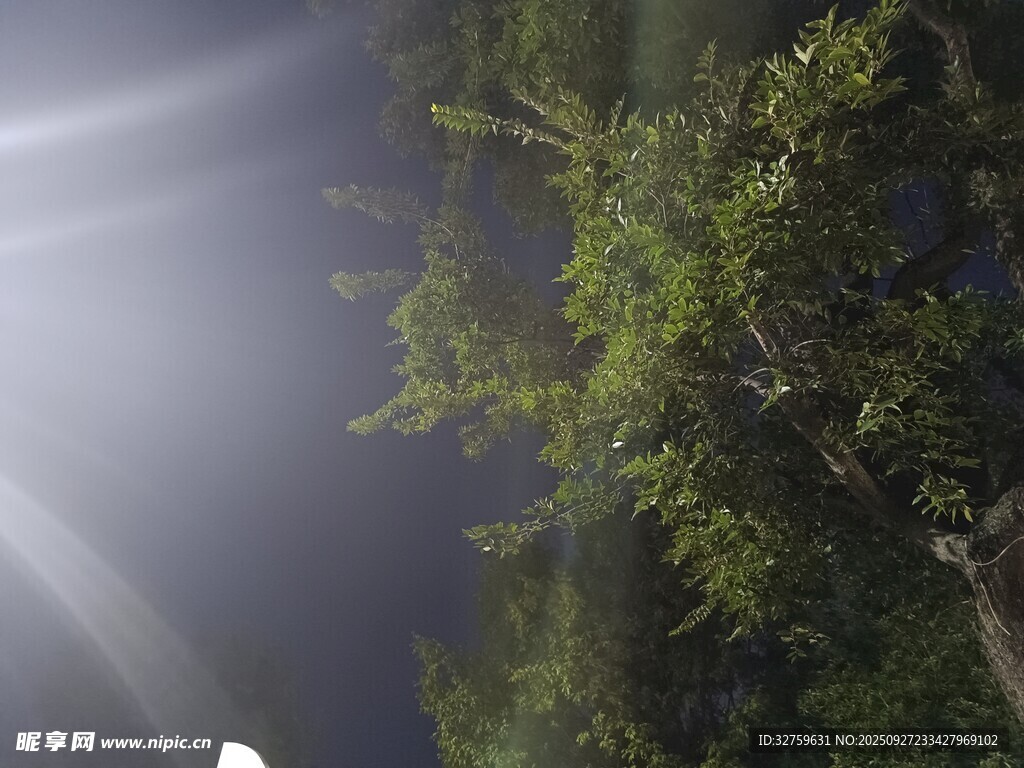 林间光束穿透茂密枝叶