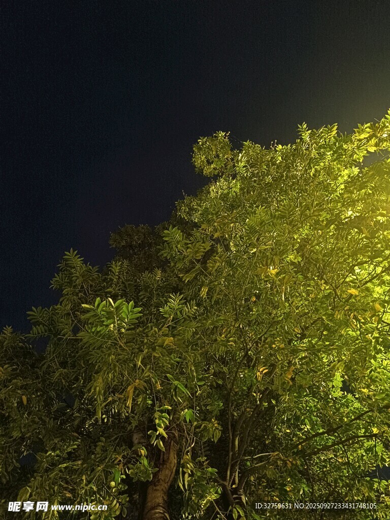 夜晚下被照亮的葱郁树木