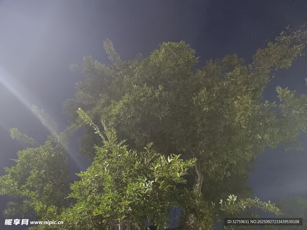林间光束下的葱郁绿植