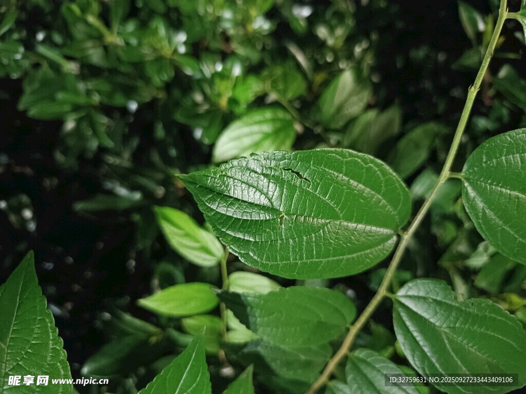 翠绿叶片的自然景致