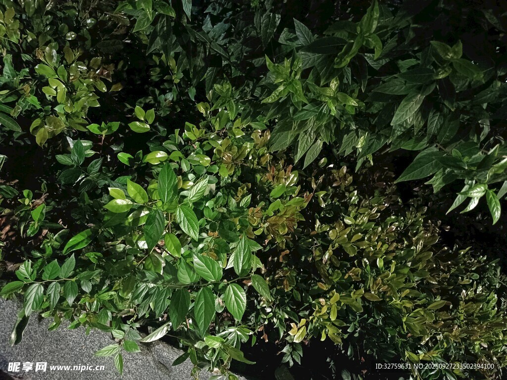 繁茂绿植景观