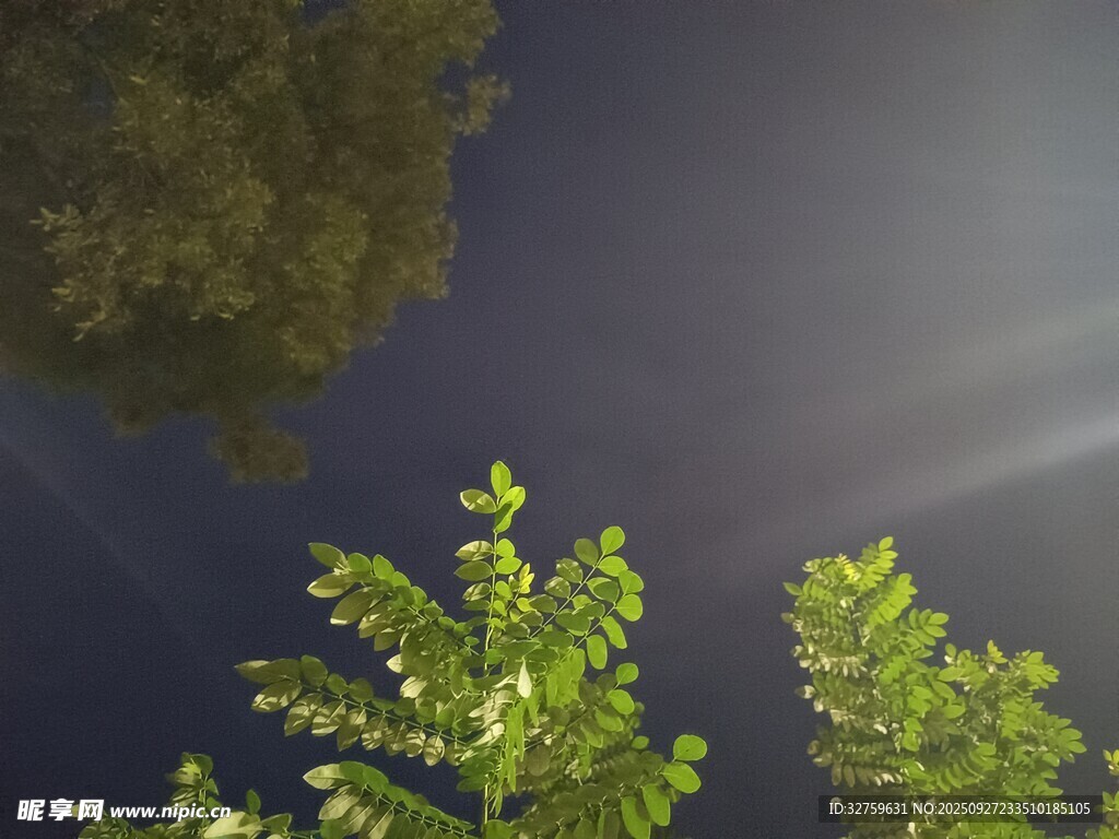 仰视绿树与天空的景致