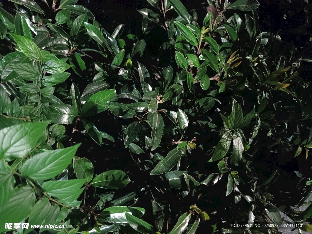 茂密绿叶植物景观