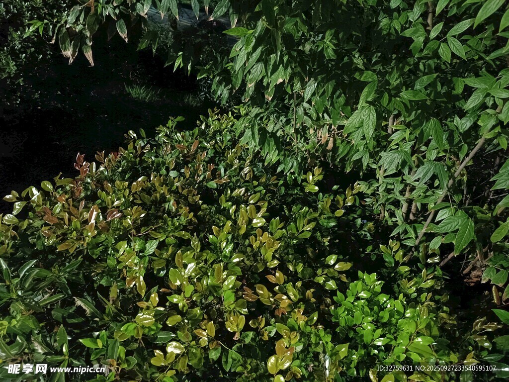繁茂绿植景观
