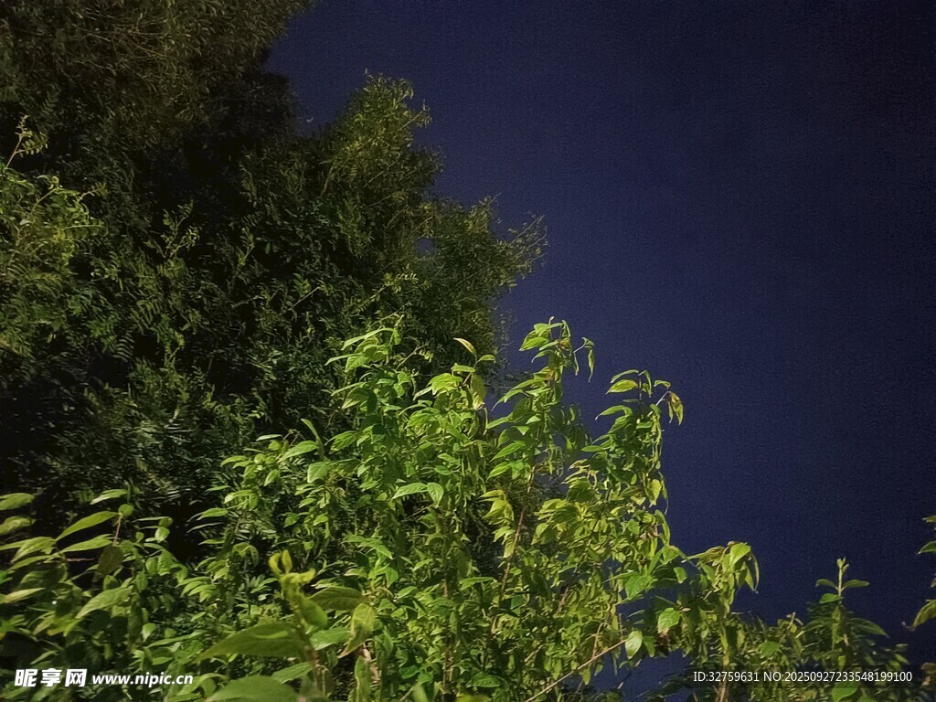 夜幕下的绿植景观