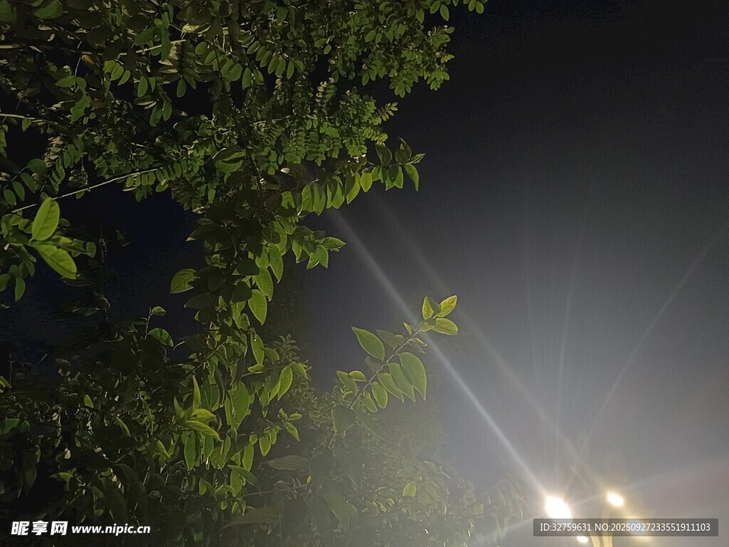 夜晚灯光下的繁茂绿植