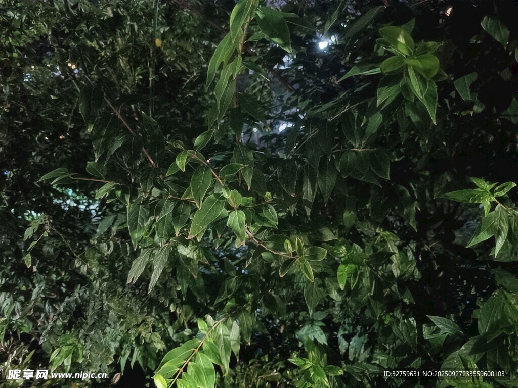 茂密丛林中的绿意景象
